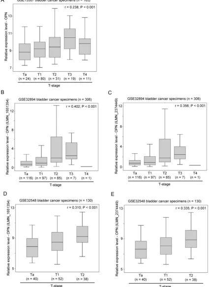 Figure 2. The association between OPN expression and T-stage. (A) A box plot showing the expression level of OPN in bladder cancer with different stages in patient cohort GSE13507