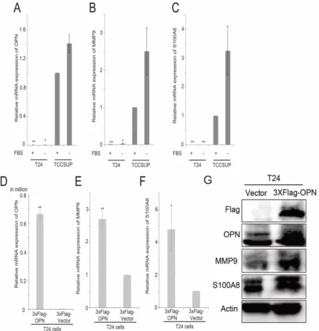 Figure 5. The analysis of expression levels of OPN, MMP9 and S100A8 in bladder cancer cell lines