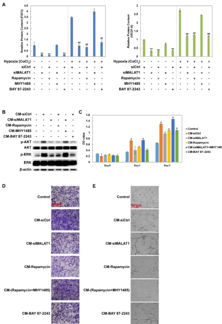 Figure 2. Changes of the secretome mediated by the MALAT1/HIF-1α(B) migration rate and  loop