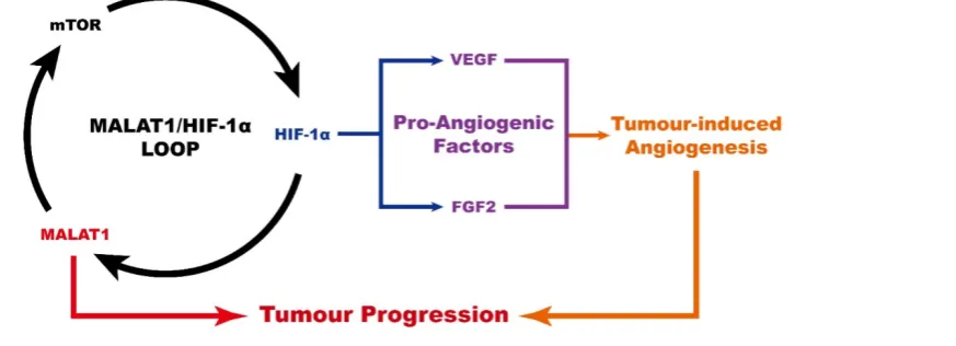 Figure 4. Schematic diagram showing the role of MALAT1 in the progression of osteosarcoma.