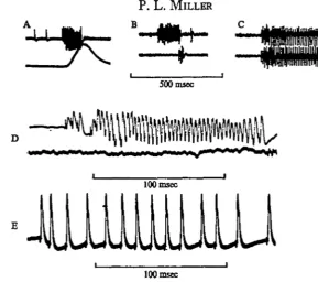 Fig. 3. Electromyograms of activity in opener muscle of spiracle 10 during transitionalcoupling