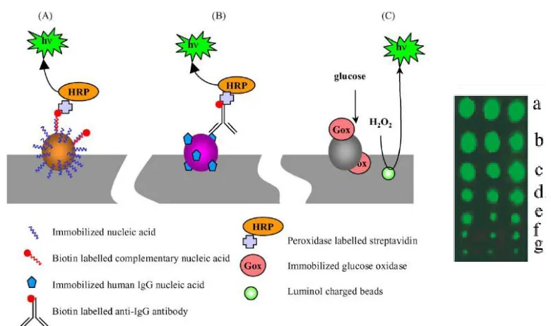 Figure 1.3  Chemiluminescent Detection of DNA, protein and glucose with beads labeled with specific capture probe in PVC master