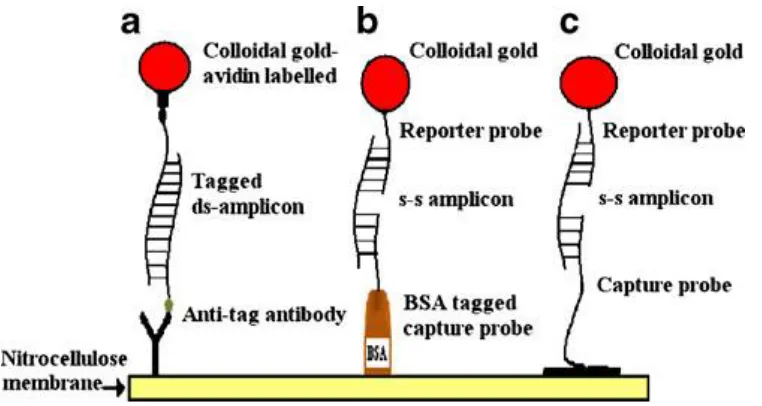 Figure 1.6 Three detection principles in nucleic acid lateral flow test strip method; (a) immunoassay lateral flow; (b) using bovine serum albumin-oligonucleotide conjugate capture probe (c) using oligonucleotide capture probe immobilized on the nitrocellulose 