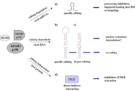 Figure 1. Possible ADAR-mediate effects after viral infection: (a) editing of viral miRNAs; editing of viral transcripts (b) at specific sites (such as 5′-UTR of HIV) or (c) at multiple non-specific sites (hyperediting); (d) direct/indirect interaction wit
