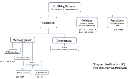 Figure 1-1: Classification of oxidoreductase enzymes.  (Adapted from Reference: Burton, S