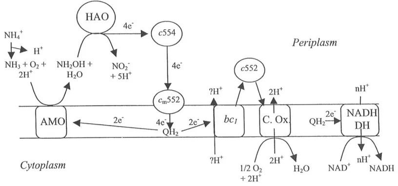 Figure 1-2: Flow of electrons through N. europaea           monooxygenase; HAO, hydroxylamine oxidoreductase; bc1, Complex III; C