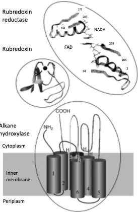 Figure 1-3: The structure of membrane-bound AlkB-like alkane hydroxylase systems.            (Adapted from Reference: van Beilen, J