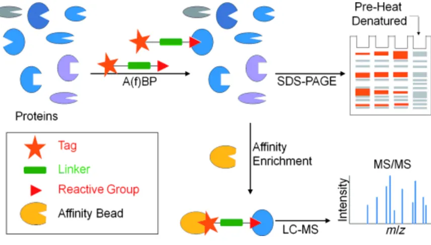 Figure 1-4: Schematic diagram of activity-based protein profiling.  (Reference: Yang, P., Lui, K.; Activity-based protein profiling: Recent Developments in Probe Development and Applications, ChemBioChem, 2015
