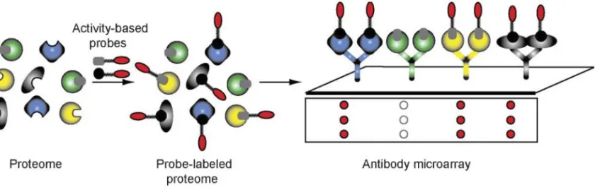 Figure 1-12. The use of antibody microarrays for the analysis of ABPP experiments. 