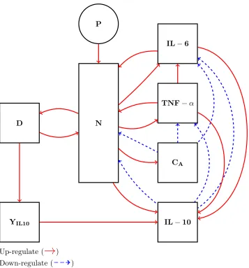 Figure 2.1: Schematic diagram of the inﬂammatory response system challenged by endotoxin[36, 126]