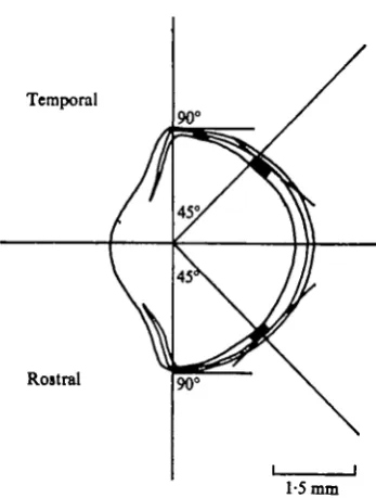 Fig. a. Drawing of a section of the eye at A-B (Fig. i) showing the angles used to obtaintangential sections of the rostral and temporal fields of the retina.