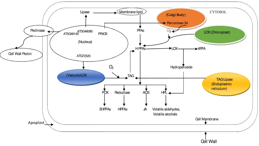 Figure 2Figure 2. A schematic overview showing how endogeneous enzymes are compartmentalized and involved in olive fruit cell for lipids peroxidation and cell wall breakdown
