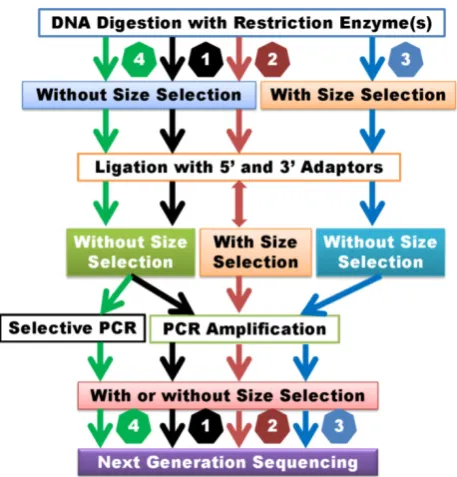 Figure 1. immediately after DNA digestion. 4) GWSS with selective amplification. These selection and then ligate with the second adapter