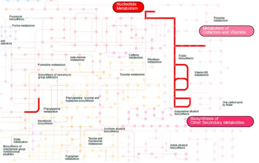 Figure 3.1 Highlighting the pathway of folate biosynthesis (important function of gut microbiota) within the global metabolic network using iPath tool, http://pathways.embl.de/iPath2.cgi.