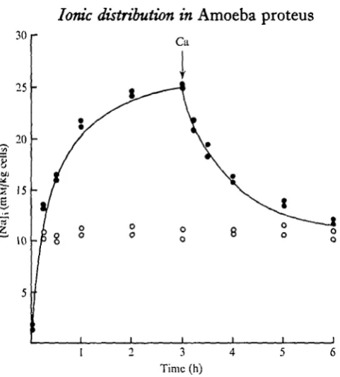 Fig. 2.increased by 20 mM at zero time. Closed points: [Ca](Ca) Kinetics of change in (Na)i when the NaCl concentration of the control medium is0 increased to 5 nm at 3 h