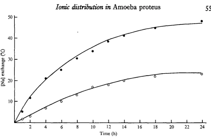 Fig. 5. Unidirectional Na influx in Amoeba prottusexchange in the control medium. Curves were calculated from the expressionmedium at zero time