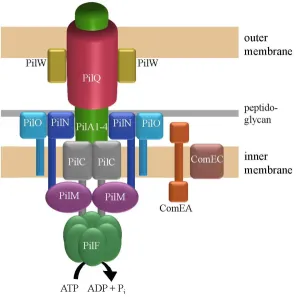 Figure 1. Model of the DNA translocator. The secretin forms a channel spanning the outer membrane (OM) and the periplasm