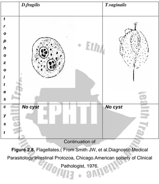 Figure 2.8. Flagellates.( From Smith JW, et al.Diagnostic Medical  Parasitology:Intestinal Protozoa, Chicago.American society of Clinical 