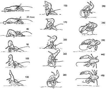 Fig. 7. A somersault response. A tap to the animal's abdomen caused an LG response followedby several non-giant flips of LG type and then by a sequence of truncated flips (only partly