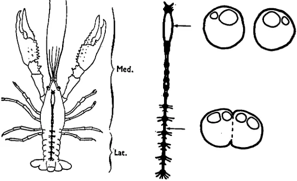 Fig. 1. Receptive fields and axon diameters of the giant fibres of the crayfish. Approximatereceptive fields for MG's (Med) and LG's (Lat) are shown on the left
