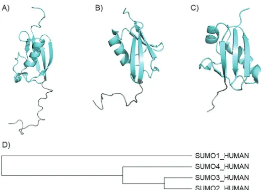Figure 4.1 The crystal structure of SUMOs and their evolutionary relationships. (A) SUMO1 (PDB: 1A5R)