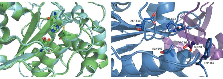 Figure 4.3 Structures of SENPs. (A) Details of the SENP1 catalytic triad. (B) Details of the SENP1 catalytic triad and the Trp tunnel in the SENP1–SUMO1 complex