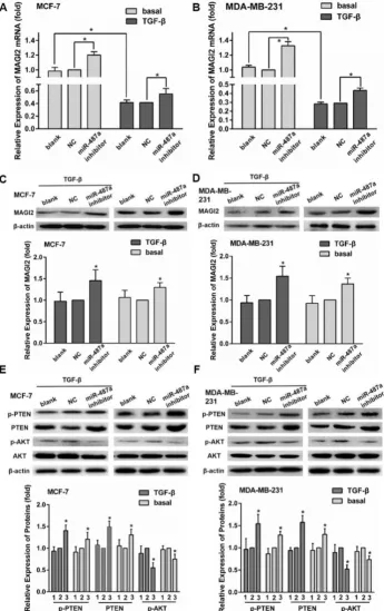 Figure 5. The down-regulation of miR-487a inhibits TGF-mRNA in the cells transfected with NC and treated without TGF-detected by western blot in MCF-7 cells (E) and MDA-MB-231cells (F) transfected with miR-487a inhibitor or NC, and treated with or without 