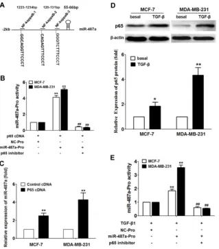 Figure 6. TGF-and MDA-MB-231 cells transfected with p65 cDNA and miR-487a promoter plasmids or NC promoter plasmids