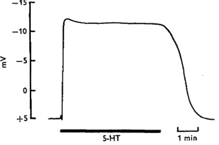 Fig. 2. The effect of 5-HT (io~8gland. The potential of the lumen was measured with respect to the bathing medium and 5-HT M) on the transepithelial potential (mV) of an isolated salivarywas perfused over the gland for the duration of the long bar.