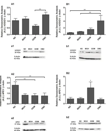 Figure 4. Protein expression of hOGG1 [1] and APE1 [2] in PBMC isolated from maternal [A,a] and umbilical cord blood [B,b]