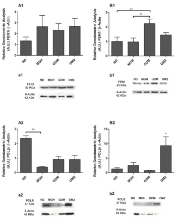 Figure 5. Protein expression of FEN1 [1] and POLβintensities from western blot experiments were normalized to  [2] in PBMC isolated from maternal [A,a] and umbilical coord blood [B,b]