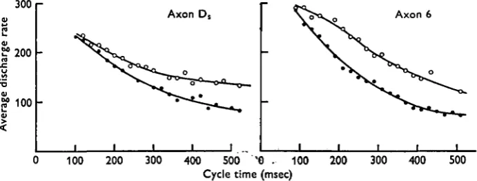 Fig. 7. Variation of the average discharge rate of axon D, (left) and axon 6 (right) with cycletime.all bursts with cycle times between • , Unloaded animal; O, same animal dragging a weight of i •$ g