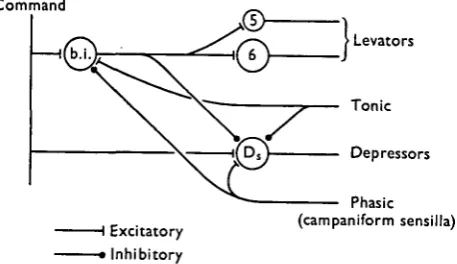 Fig. 12. Hypothetical scheme for describing the observed discharge patterns of levator motoraxons s and 6 and depressor motor axon DB