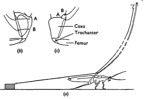 Fig. 1. Experimental arrangement for recording activity in coxal levator and depressor musclesduring walking, (a) The animal's movements were restricted to an area 2 ft in diameter by at-