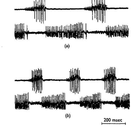 Fig. 3. Reciprocal activity recorded in coxal levator and depressor muscles during walking attwo different speeds
