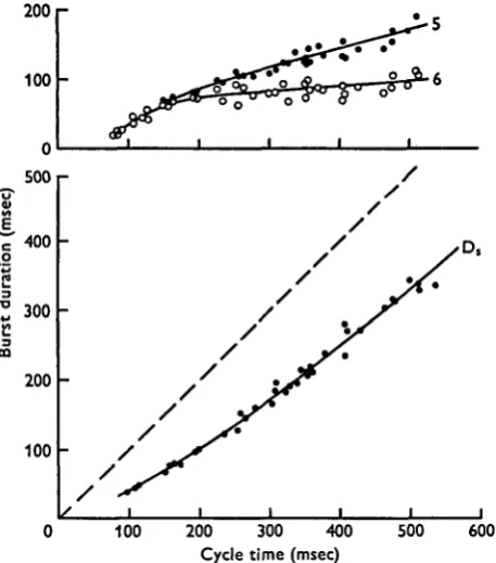 Fig. s. Variation in the burst durations of levator motor axons 5axon D, (bottom) with cycle time