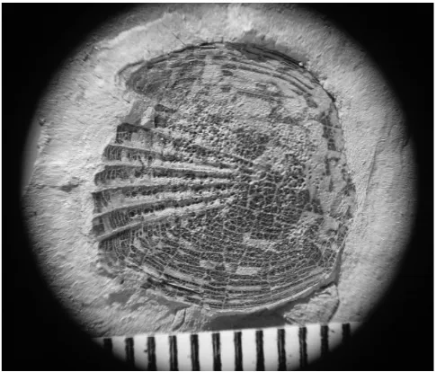 Figure 1. Scale of a fish from a Miocene deposit at Bannockburn, Central Otago, probably from a percichthyid, and not otherwise known from New Zealand fresh waters (scale millimetres; photo D.E