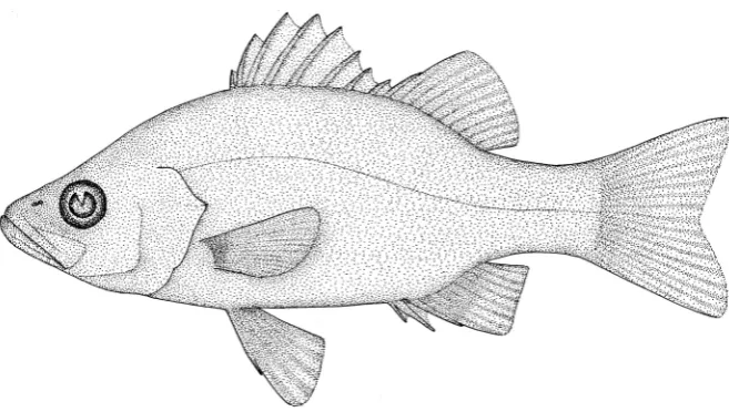 Figure 2. The Australian estuary perch 