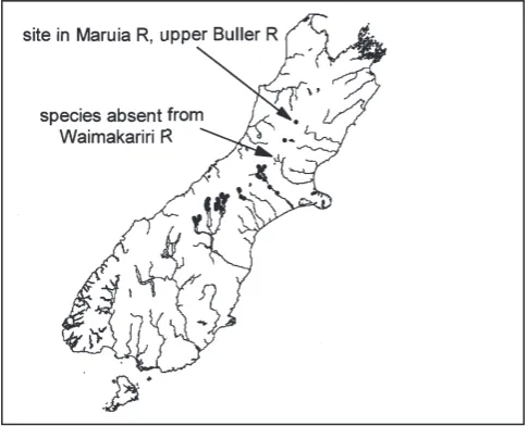 Figure 7. The lowland longjaw galaxias (Galaxias cobitinis) is widespread in the Mackenzie Basin, with an outlier in the Kauru River, a lower Kakanui River tributary, where it probably survives in upwelling, cold groundwater.