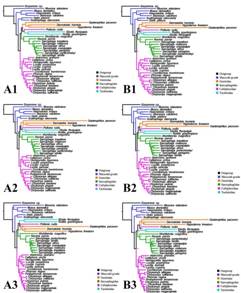 Figure 8. Phylogeny of subgroup_2, inferred from mitochondrial datasets comprising 13 protein-coding genes and 2 rRNA genes