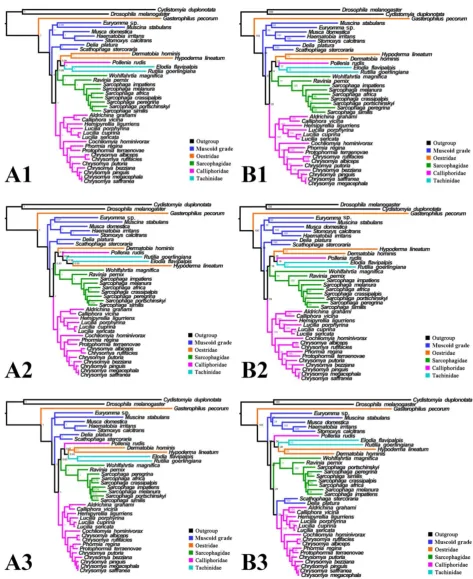 Figure 5. Phylogeny of subgroup_1, inferred from mitochondrial datasets comprising 13 protein-coding genes, 2 rRNA genes, and concatenation of tRNA genes