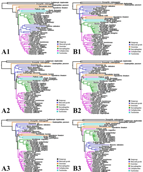 Figure 6. Phylogeny of subgroup_1, inferred from mitochondrial datasets comprising 13 protein-coding genes and 2 rRNA genes
