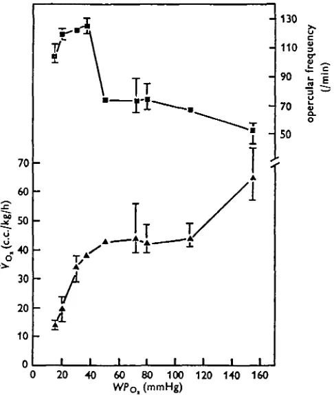 Fig. 2. Changes in the rate of O, consumption (A) and opercular frequency (•) of Sacco-branchus in a continuous flow of water of lowered oxygen tension