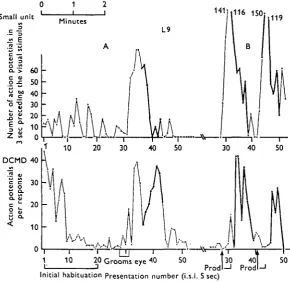Fig. 7. Correlation between DCMD responsiveness and activity of small unit in cord, possiblymechanoreceptor interneurone
