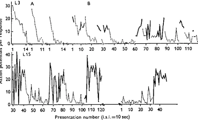 Fig. 5. Association between maintained high DCMD response and motor activity in spon-taneously active animals