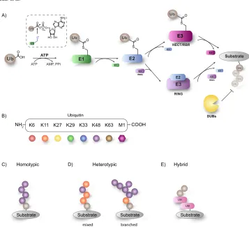 Figure 2.1 The complexity of ubiquitination. (A) The ubiquitination cascade, an orchestrated interplay of enzymes