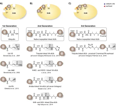 Figure 2.2 Overview of activity-based probes to target DUB activity. (A) First generation DUB probes targeting S1 interactions