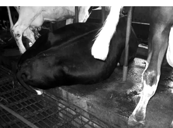 Figure 8.1: These free stalls are too short and have no soft bedding.