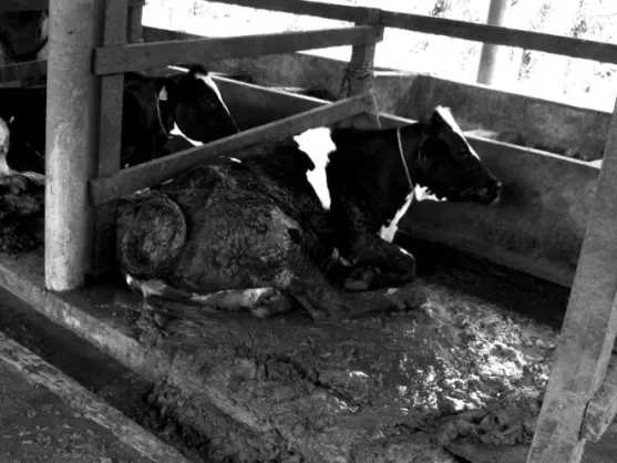 Figure 8.2: These cows are permanently tethered with appalling hygiene.