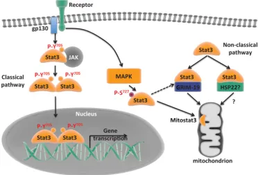 Figure 1. Classical and non-classical pathways of Stat3. Classical pathway where Stat3 translocates to the nucleus and mediates gene transcription